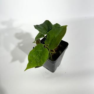 Anthurium 'Big Bertha' x 'Arnold Schwarzenegger' [#1797]