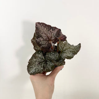 Begonia 'Island Magic' [#2126]