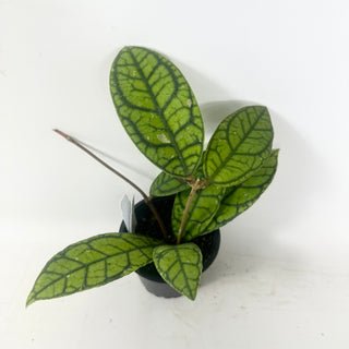 Hoya callistophylla 'Vena' [#1607]