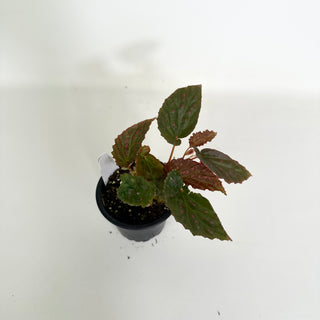 Begonia darthvaderiana/malachosticta x negrosensis [#2159]