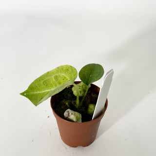 Anthurium Arnold Schwarzenegger' x 'Purple Yurple' [#1676]