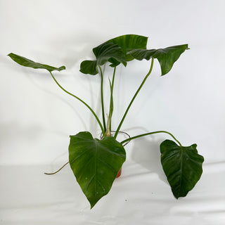 Z-4428 - Philodendron giganteum (Non-TC)