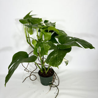Monstera deliciosa var. borsigiana albo-variegata - Two Plants [#1447]