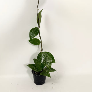 Hoya verticillata ksb silver [#2116]