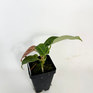 Anthurium 'Big Bertha' x 'Arnold Schwarzenegger' [#2076]