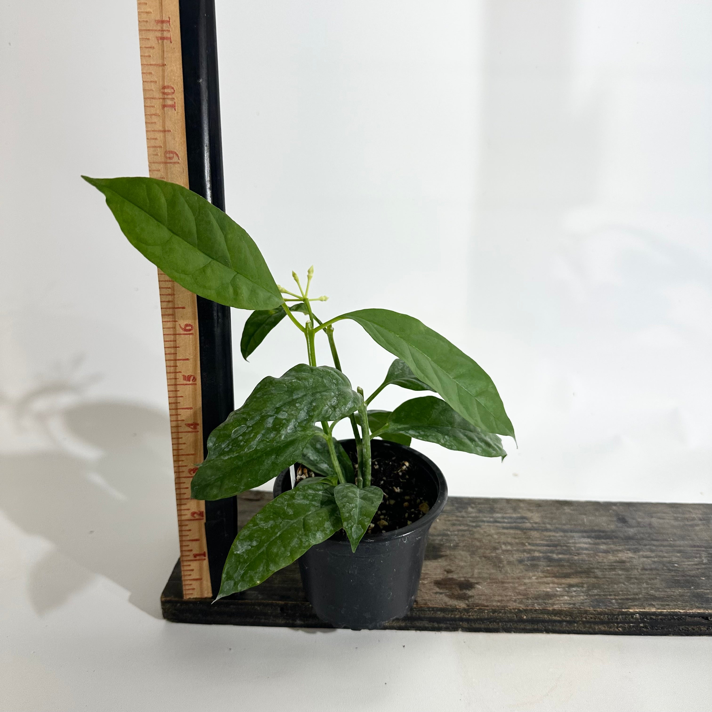 Z-5075 - Hoya solokensis – Steve's Leaves