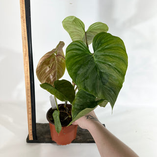 Philodendron 'Majestic' (Non-TC) [#1963]