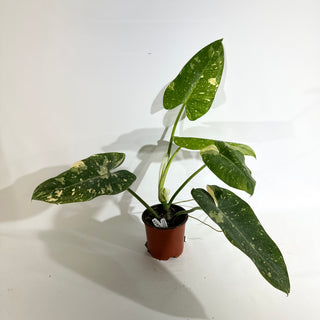 Philodendron 'Jose Buono' (Texas Form) [#1973]