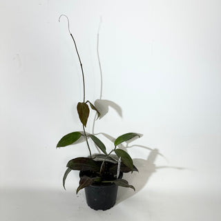 Hoya sp. "Red" [#2147]