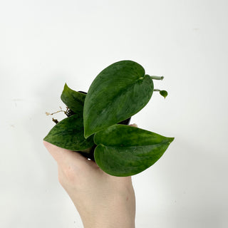 Z-5336 - Scindapsus pictus 'Green Army'