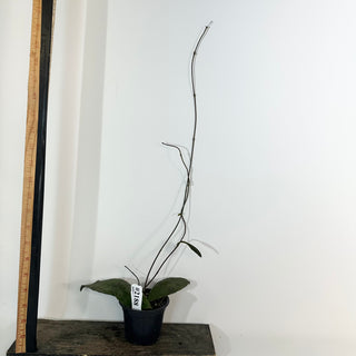 Hoya peninsularis [#2188]