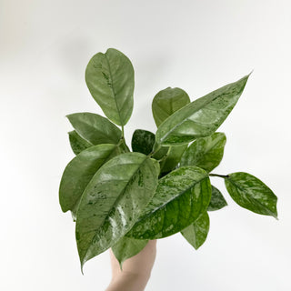 Hoya coriacea (silver) [#2452]