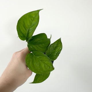 Philodendron tenue aff.