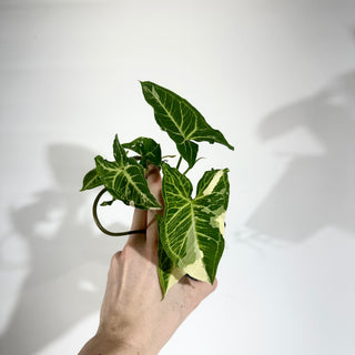 Z-5019 - Syngonium podophyllum 'Batik' variegata