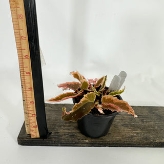 Z-4515 - Begonia 'Dainty Spray' (Sport)