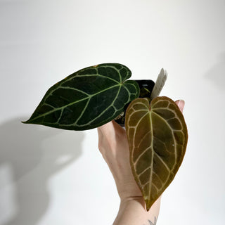Anthurium 'Prince of Darkness' x carlablackiae [#1988]
