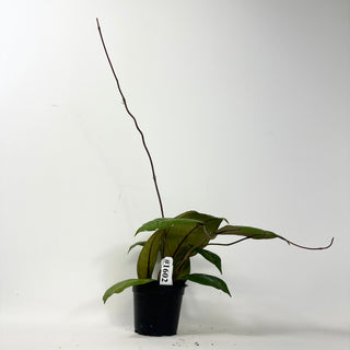 Hoya sp. Aceh Gomas [#1602]