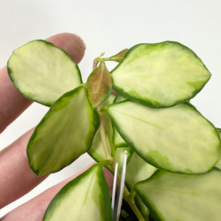 Hoya heuschkeliana variegata [#1936]