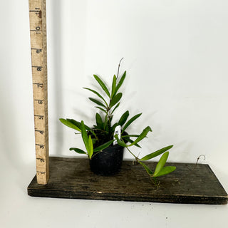 Hoya loherii [#2373]