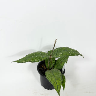 Hoya sp. Nong Nooch [#2330]