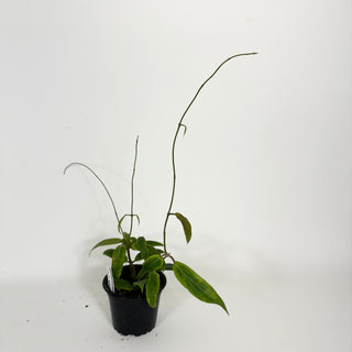 Hoya bordenii [#2201]