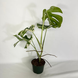 Monstera deliciosa var. borsigiana albo-variegata [#1633]
