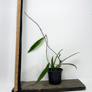 Hoya sulawesiana albo marginata [#1728]