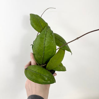 Hoya sp. Aceh Gomas [#1602]