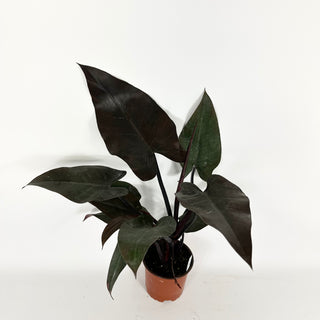 Philodendron 'Majesty' (Non-TC) [#2114]