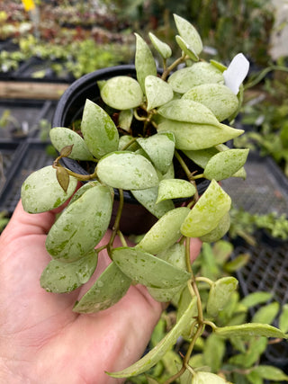 Hoya lacunosa ‘Sulcata’