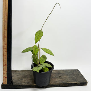 Hoya finlaysonii cv. (open pollinated) [#1633]