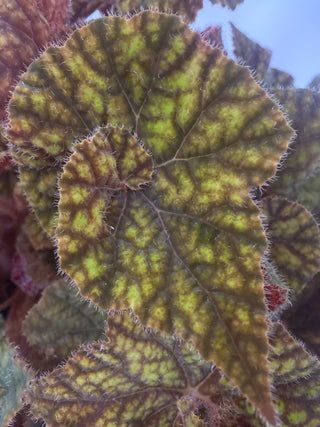 Begonia 'Cowardly Lion'