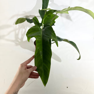 Philodendron 'Jerry Horne' (Non-TC) [#1972]