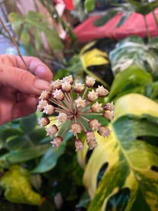 Hoya ranauensis