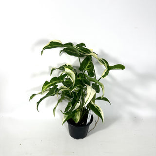 Syngonium T25 [#2164]