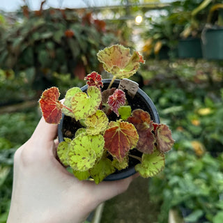 Begonia 'Angel Glow'