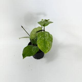 Hoya coriacea (silver) [#1698]