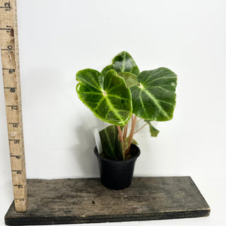 Begonia chingipengii [#1988]