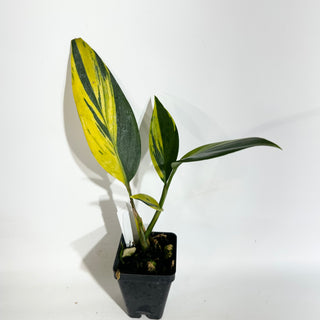 Z-5067 - Scindapsus coriaceus variegated