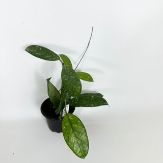 Hoya sp. Lai Chau (long leaf, splash) [#2198]