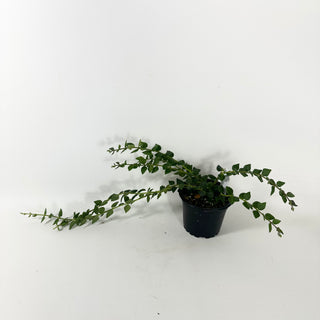 Hoya chinghungensis [#1944]