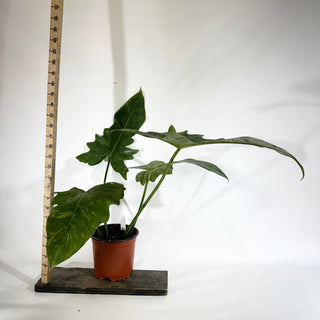 Philodendron 'Mottled Dragon' (Non-TC) [#1843]