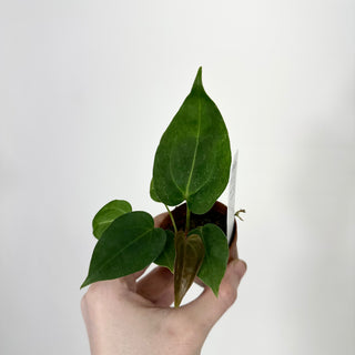 Anthurium 'Not The Mama' x self - 2 Seedlings [#1177]