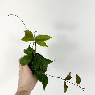 Hoya chloroleuca [#2164]