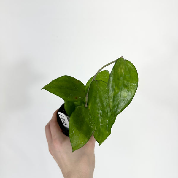 Z-4645 - Hoya purpureofusca – Steve's Leaves