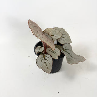 Begonia 'Rice Paper' [#1912]