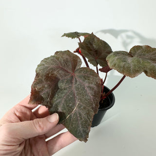 Begonia 'Robin' [#2243]