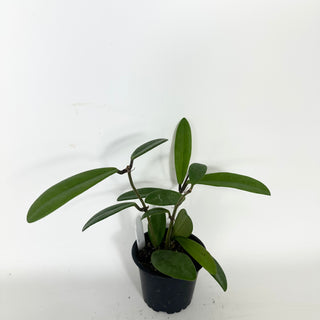 Hoya revolubilis [#2320]