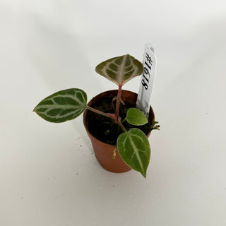 Anthurium 'Brielle'/'Michelle' x self - Seedling [#1618]