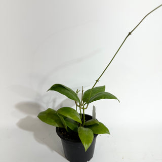 Hoya indaisarae